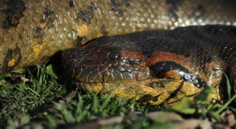 Descubren Nueva Especie De Anaconda Gigante En El Amazonas