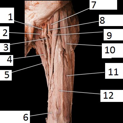 Cadaver Quiz Flashcards Quizlet