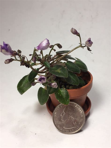 Micro Mini African Violet Teeny Bopper Etsy