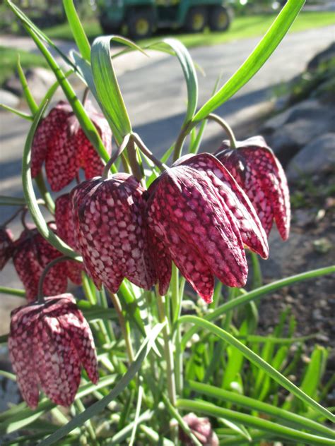 Fritillaria meleagris RBG 2015 (1) | Rotary Botanical Gardens