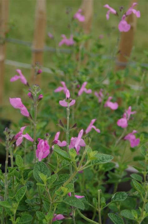 Salvia Microphylla Pink Beauty Salie Appeltern Adventure Gardens