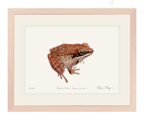 Spotted Frog Drawing