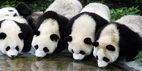 Xian Qinling Wild Animal Park | Wildlife Park in Xian | What to do in Xian