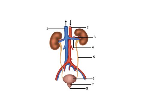 Excretory System Label The Parts Quiz