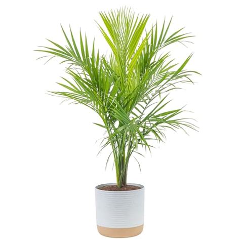 The Majesty Palm Care Guide Inc Indoor And Outdoor