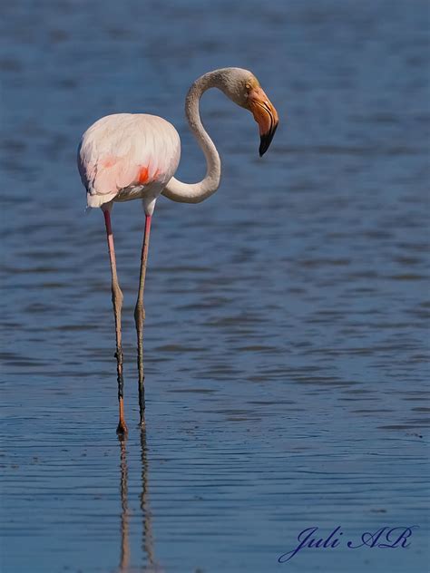 Flamenco común Phoenicopterus roseus seo org ave flamenc Flickr