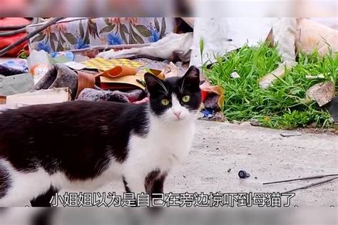 小猫被母猫丢弃在大街上等死 母猫 小猫 大街