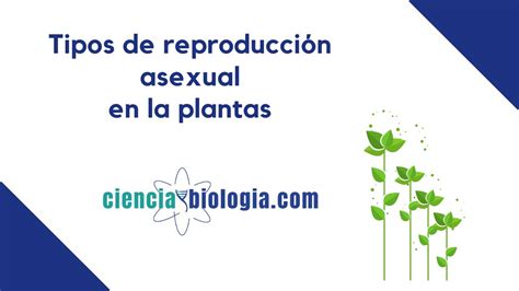 🌳tipos De ReproducciÓn Asexual En Las Plantas 🌿 Youtube