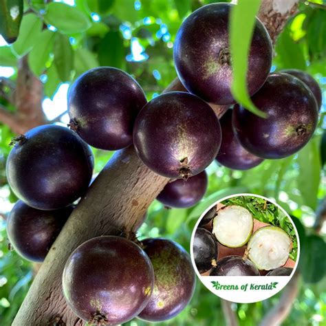 Buy Grimal Jaboticaba Layering Plant Online Greens Of Kerala