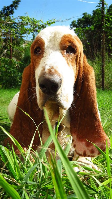 Basset Hounds Wallpapers Wallpaper Cave