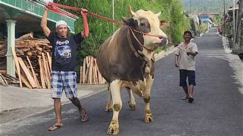 Pantau Langsung Sapi Kurban Monster Terbesar Di Gunung Merapi YouTube