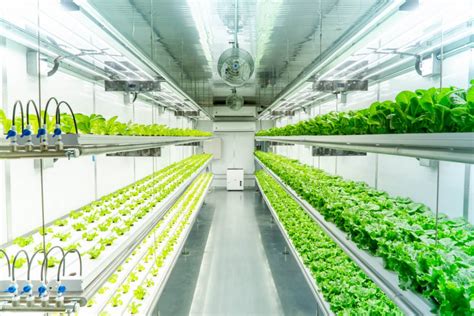 Hydroponic Farming With A Shipping Container Container Technology Inc