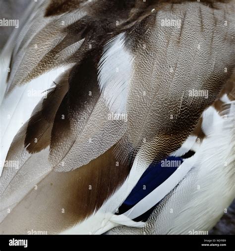 Mallard (Anas platyrhynchos) duck feathers background texture Stock ...