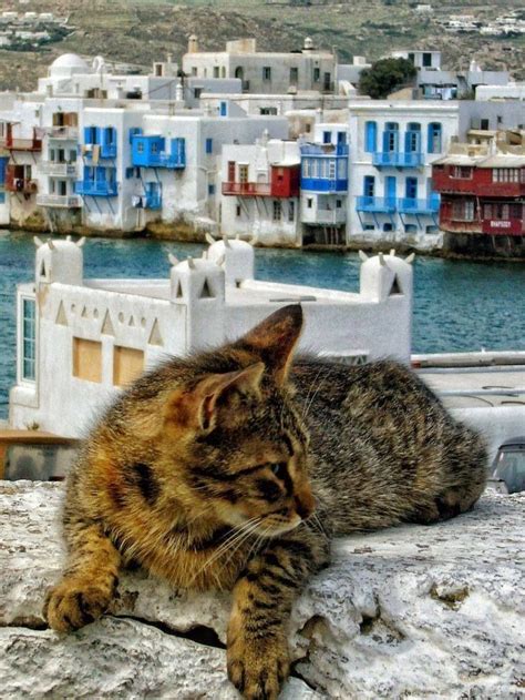 Untitled Cats Greece Beautiful Cats