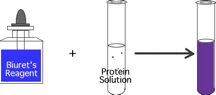 Biuret Test Testing For Protein Flashcards Quizlet