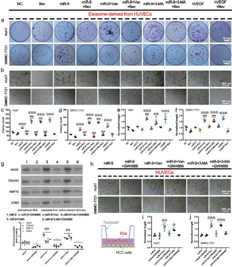 VEGF Enriched Exosomes Induce Colony Formation And Vasculogenic Mimicry