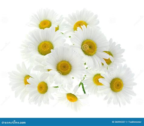 Chamomiles On White Background Stock Image Image Of Blossom Color