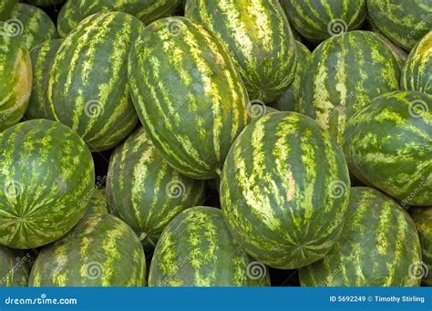 Watermelons Stock Image Image Of Plant Market Watermelon 5692249