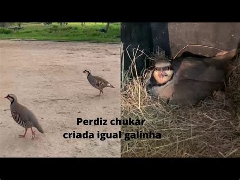 Descubre todos los secretos de la perdiz Chukar hábitat alimentación