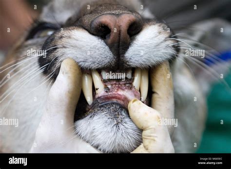 Teeth Close Up Stock Photo - Alamy