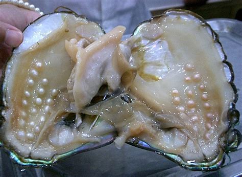 Pearls in an oyster : pics