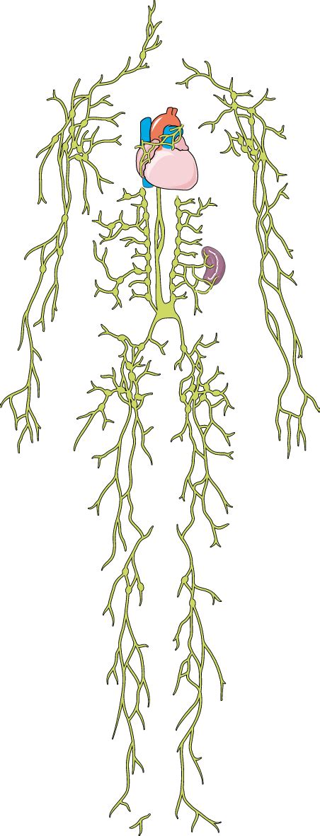 Lymph Node Servier Medical Art