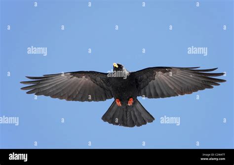 Chough bird hi-res stock photography and images - Alamy