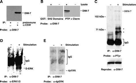 Biochemical Connections Between Dim And Rtk Signaling A Western