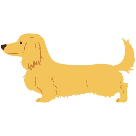 50 Long Haired Wiener Dog Stock Illustrations Royalty Free Vector