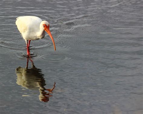 Cannundrums: American White Ibis