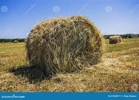 Harvested Field With Straw Bales In Summer Stock Image Image Of Grain