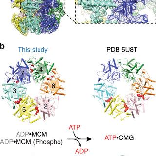 Near Atomic Resolution Model Of MCM And Nucleotide Occupancy Of The