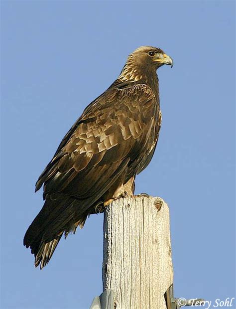 Golden Eagle South Dakota Birds