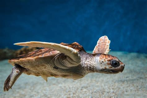 Juvenile Loggerhead Sea Turtle Caretta Caretta At Monterey Bay