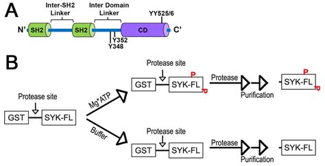 Syk Domains And Preparation Of Isoforms A Domain Architecture Of Syk