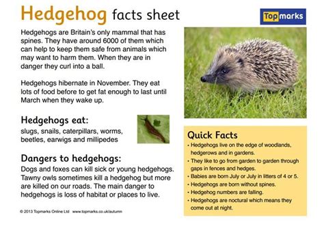 Autumn Fact Sheets | Hedgehog facts for kids, Hedgehog facts, Facts for ...