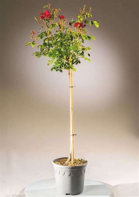 Rose Rotilia ® - Rosa Rotilia ® günstig kaufen