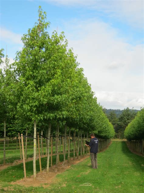 Liquidambar Styraciflua Worplesdon Tree Hillier Trees