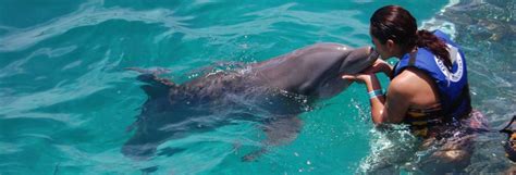 Dolphin Discovery Playa Del Carmen Maroma Archivos Tourse