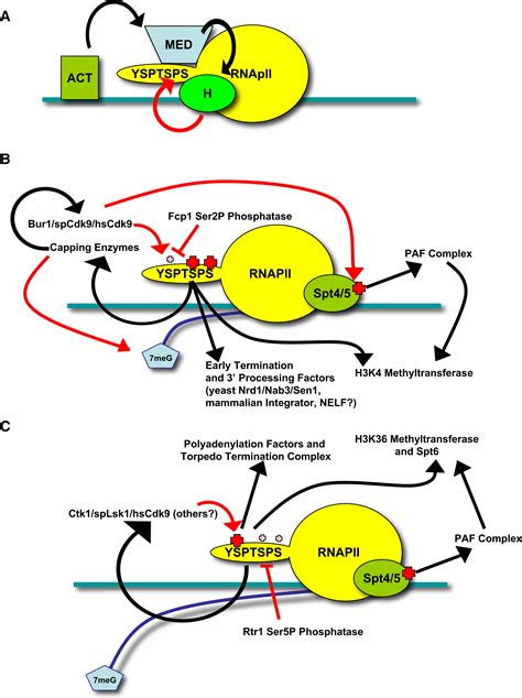 Progression Through The RNA Polymerase II CTD Cycle Molecular Cell