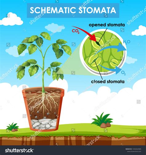 Diagram Showing Schematic Stomata Illustration เวกเตอร์สต็อก ปลอดค่า