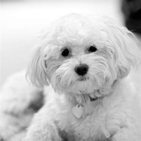 45+ White Full Grown Maltipoo Dog - l2sanpiero