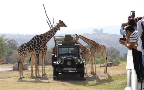 La Jirafa Benito Anda De Melindroso Africam Safari El Sol De