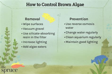 How to Remove Brown Algae In Your FIsh Tank