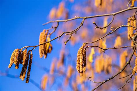 Traverser Le Printemps Sans Craindre Le Rhume Des Foins Article Ma