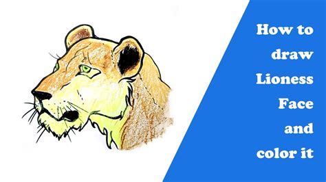 How To Draw Lioness Face And Color It Youtube