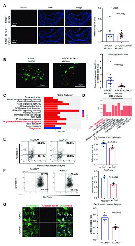 ALDH2 (aldehyde dehydrogenase 2) deletion dampens macrophage... | Download Scientific Diagram