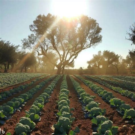 Plantar Brócoli Guía De Cómo Cultivarlo Sistemas Hortícolas Almería