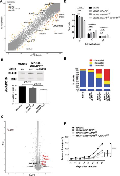 IQGAP1 And HnRNPM Co Regulate The Function Of APC C Through AS Of The