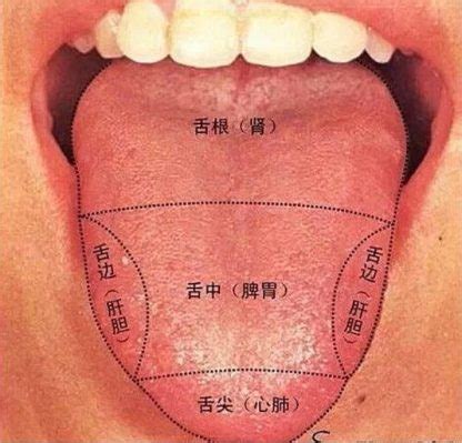 Observation de la langue en médecine chinoise Boutique de Sionneau